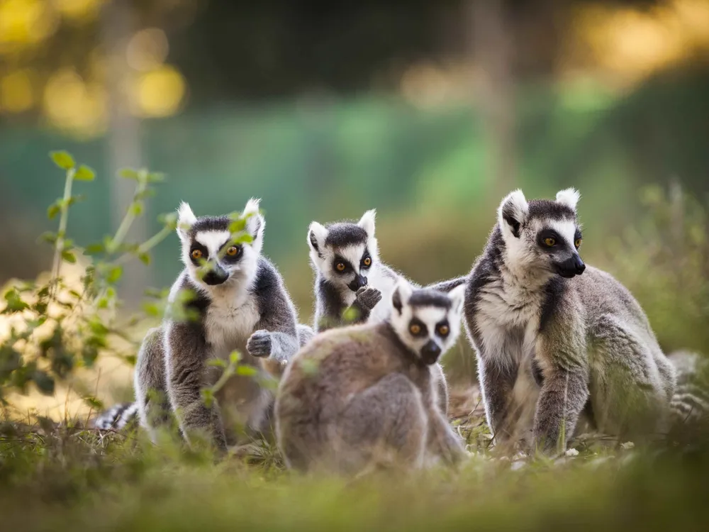 Zoo de Labenne